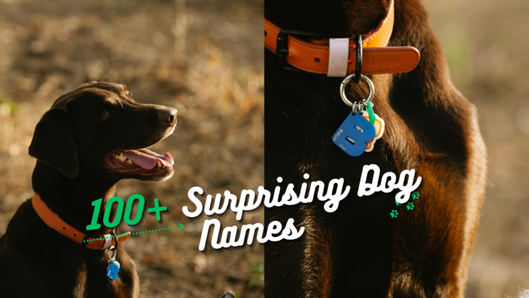 100+ Surprising Names For Your Beautiful New Cross Breed