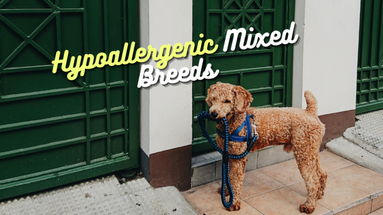 The Most Amazing Hypoallergenic Mixed Breeds: You Need To Know!
