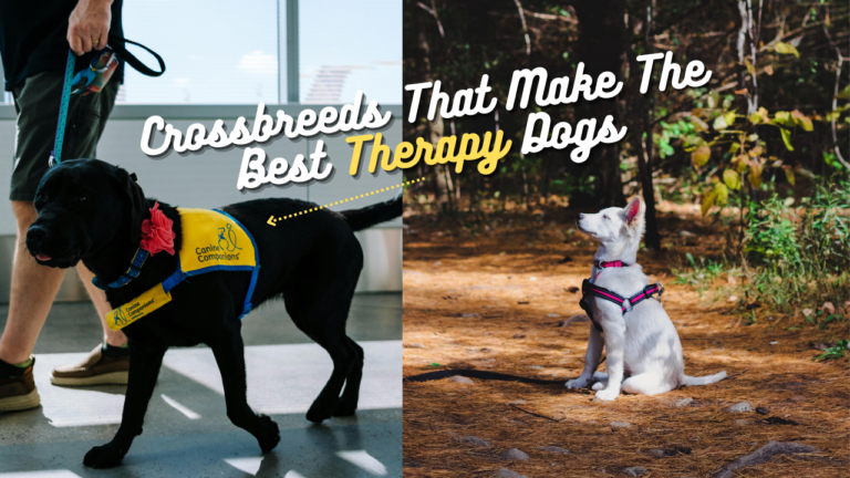 Amazing Crossbreeds That Make The Best Therapy Dogs