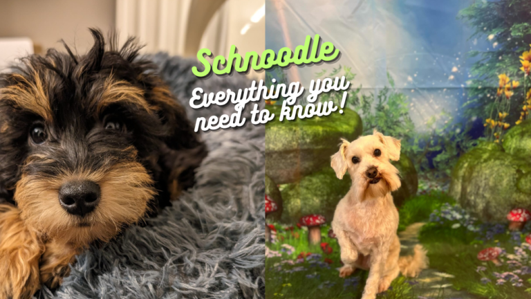 Schnoodle: The Unique and Fantastic Hybrid Dog Breed