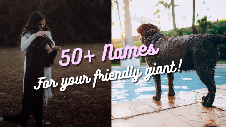 50+ Surprising Names For Your Amazing Cross Breed You’ll Love
