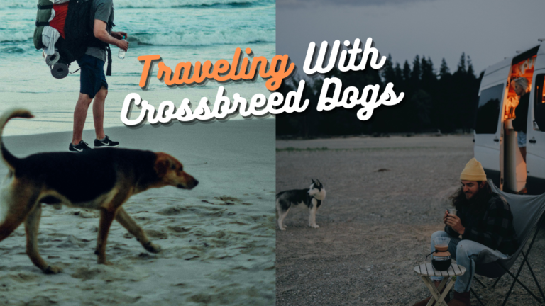 Traveling With Crossbreed Dogs: Exclusive Tips For The Best Adventure