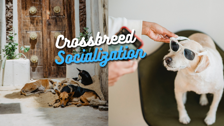 Crossbreed Socialization: Building Epic Confidence In Your Beautiful Dog